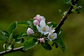 苹果花