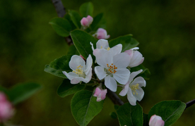 苹果花