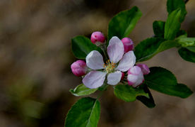 苹果花
