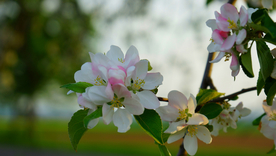 苹果花