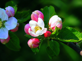 苹果花