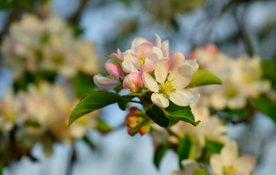 苹果花