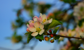 苹果花