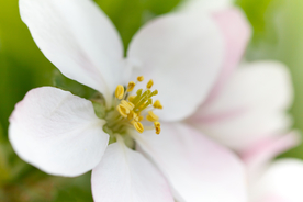 苹果花