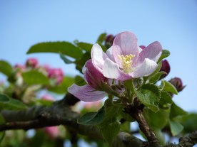 苹果花