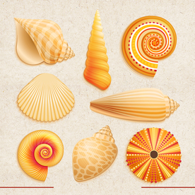 贝壳素材 海螺 海底贝壳 海底