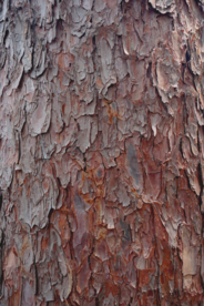 木纹 木板纹理 木板纹 木纹图