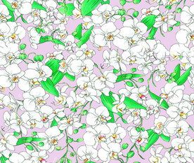 白山茶花
