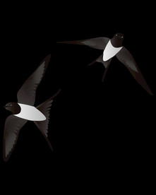 免扣燕子素材图片