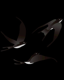 免扣燕子素材图片