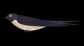 免扣燕子素材图片