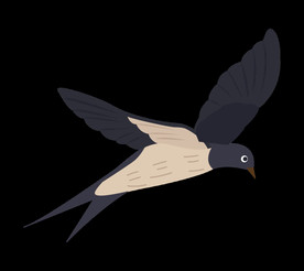 免扣燕子素材图片