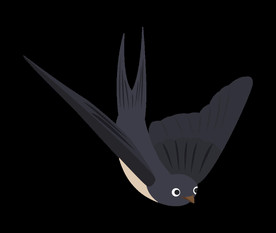 免扣燕子素材图片