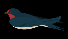 免扣燕子素材图片