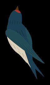 免扣燕子素材图片