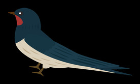 免扣燕子素材图片