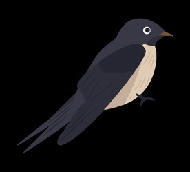 免扣燕子素材图片