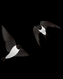 免扣燕子素材图片