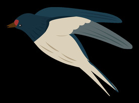 免扣燕子素材图片