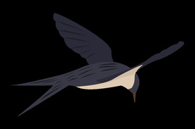 免扣燕子素材图片