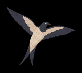 免扣燕子素材图片