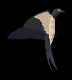 免扣燕子素材图片