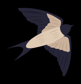 免扣燕子素材图片