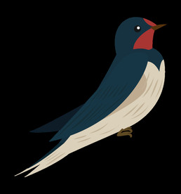 免扣燕子素材图片