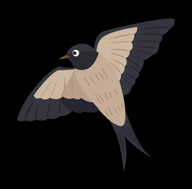 免扣燕子素材图片