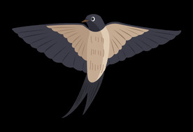 免扣燕子素材图片