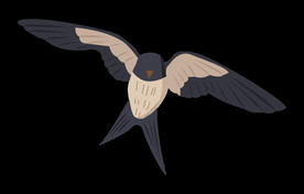 免扣燕子素材图片