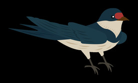 免扣燕子素材图片