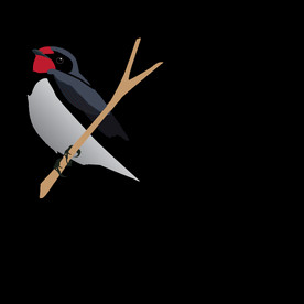 免扣燕子素材图片