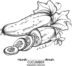 手绘黄瓜蔬菜