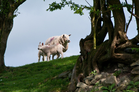 中世纪田园风景摄影图