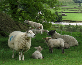 中世纪田园风景摄影图