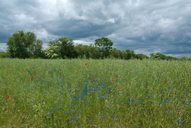 中世纪田园风景摄影图