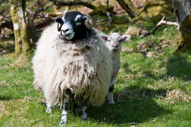 中世纪田园风景摄影图