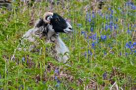 中世纪田园风景摄影图