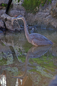 中世纪田园风景图