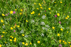 中世纪田园风景图