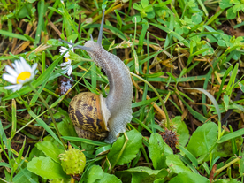 中世纪田园风景图