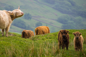 中世纪田园风景图