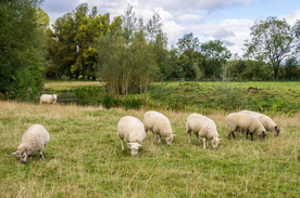 中世纪田园风景图
