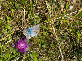 中世纪田园风景图