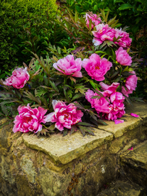 中世纪田园风景图