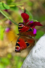 中世纪田园风景图