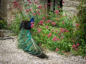 中世纪田园风景图