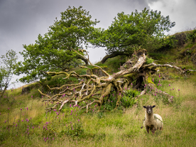 中世纪田园风景摄影