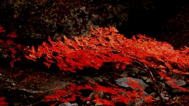 抚顺山区风光红枫叶